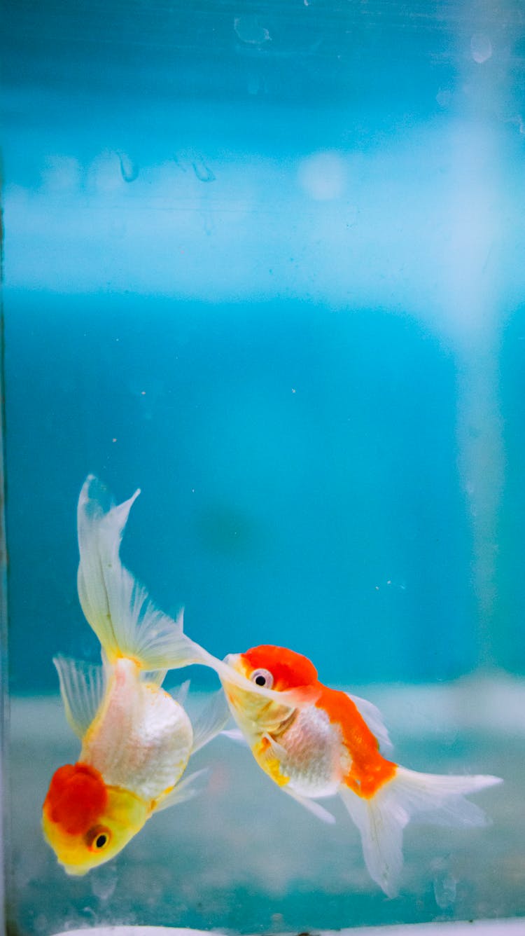 Goldfish Swimming In Pure Water Of Aquarium