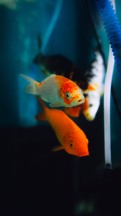 Flock of small colorful fishes swimming in transparent water of aquarium on blurred background