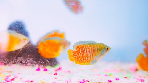 Free Small bright yellow Colisa lalia fishes floating in transparent water in aquarium with corals Stock Photo