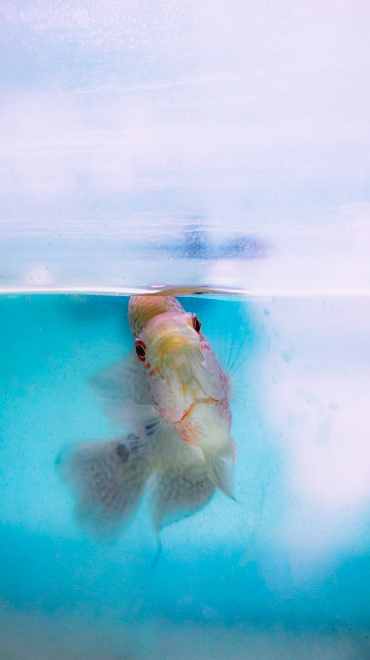 Small Exotic Fish Swimming In Water