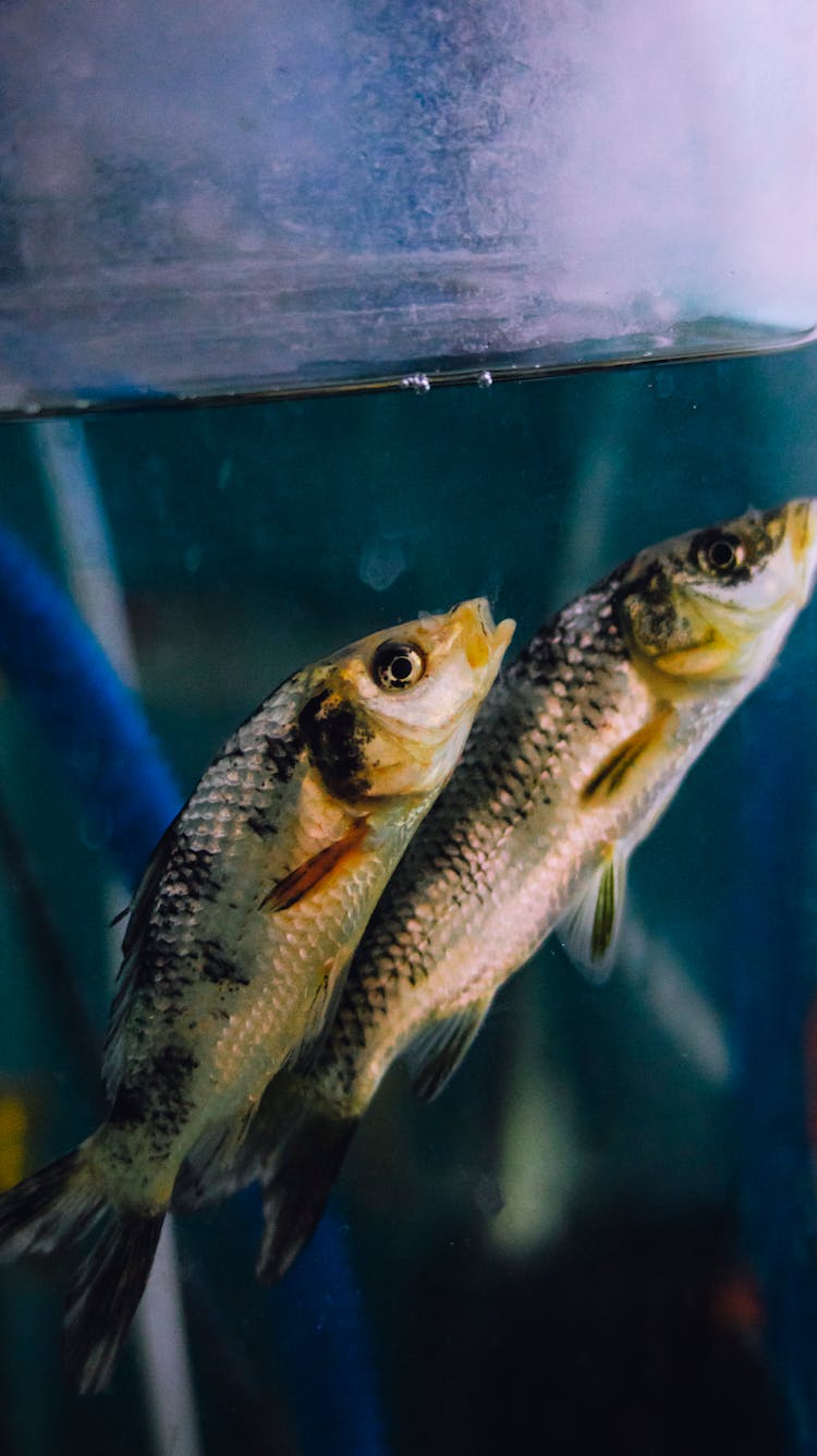 Small Fishes Swimming In Pure Water