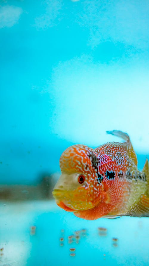 Free Flowerhorn cichlid swimming in clear water Stock Photo