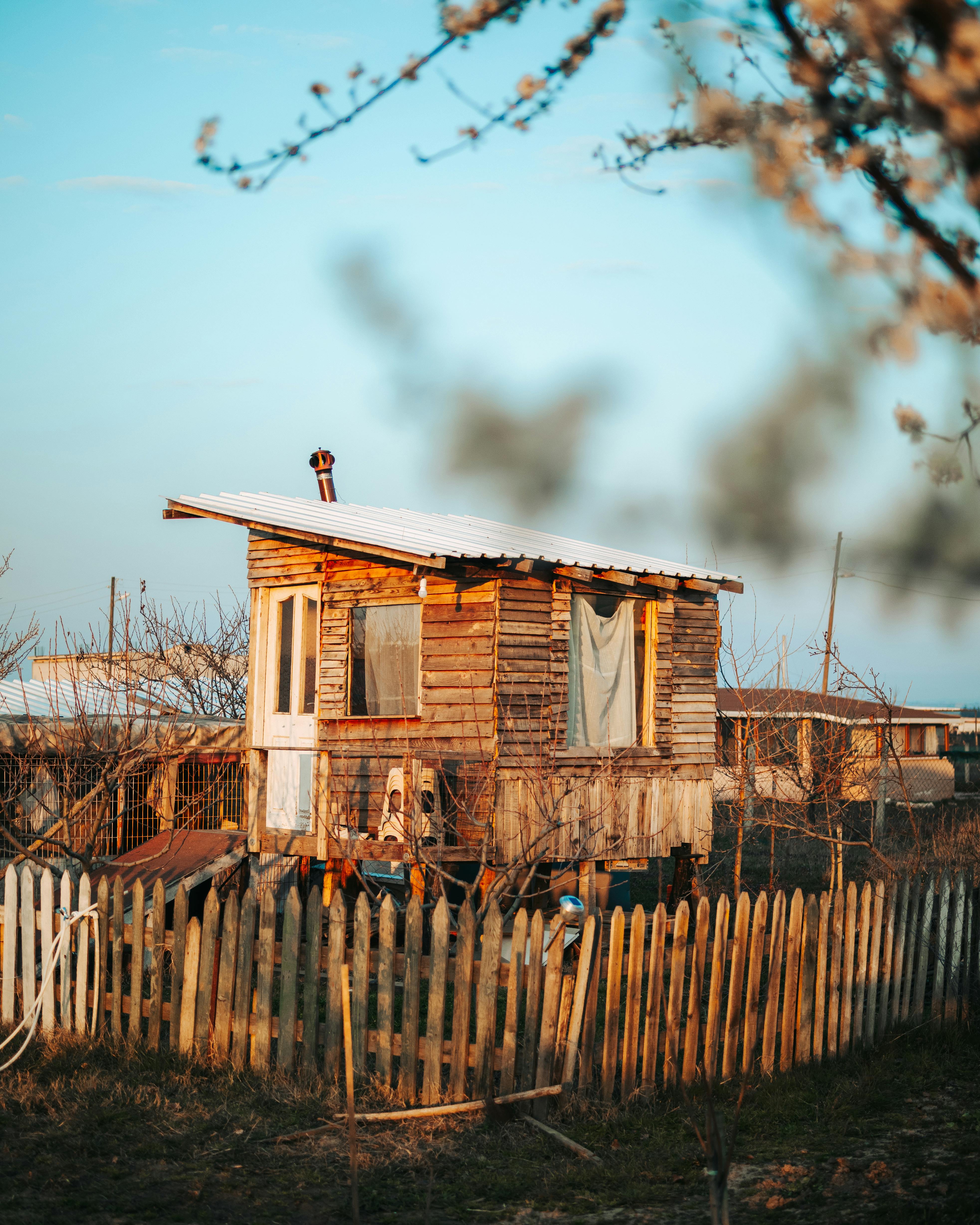 What animal chews on wood at night?