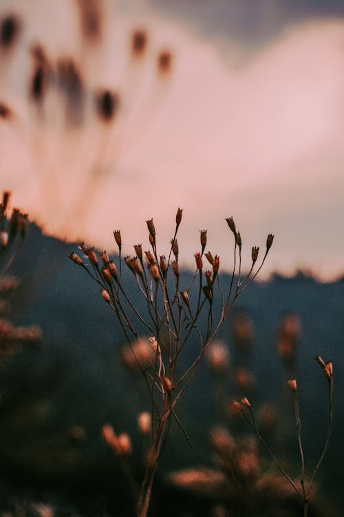 Foto d'estoc gratuïta de flora, flors petites, fons borrós