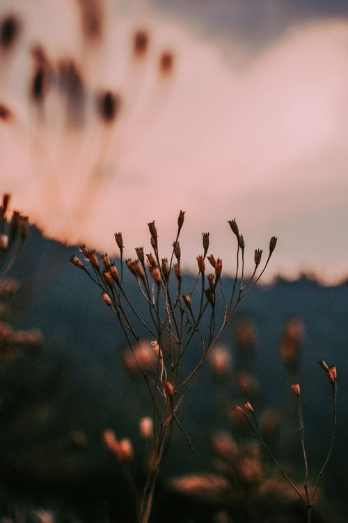 Free A tranquil scene of wildflowers silhouetted against a soft evening sky. Stock Photo