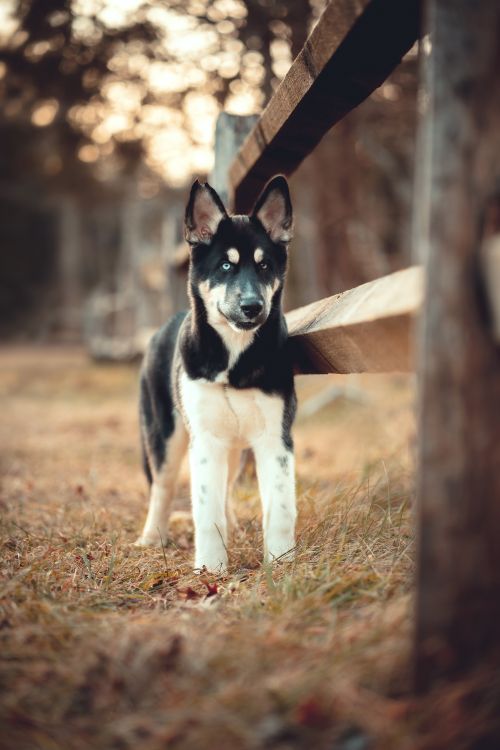 Free Charming Siberian Husky puppy standing beside a wooden fence in a rural outdoor setting. Stock Photo
