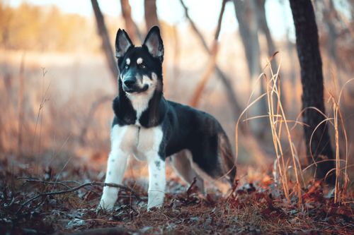 Free A majestic Siberian Husky standing amidst dry autumn grass in a forest clearing. Stock Photo