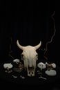White Animal Skull on Black Textile