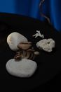 Stones Mushroom Bone on a Black Fabric