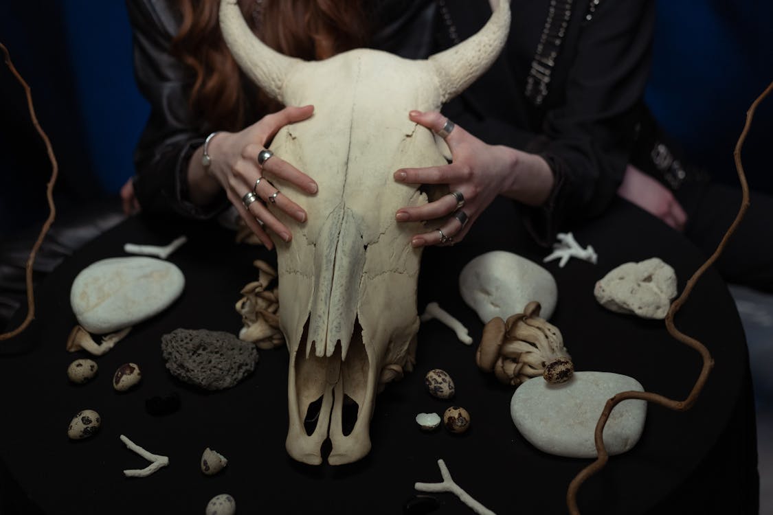 Two hands on an animal skull