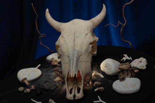 White Animal Skull on Black Textile