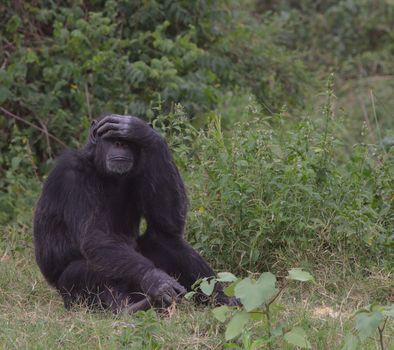 Black Gorilla on Green Grass