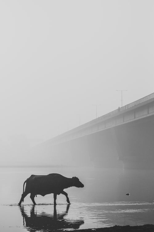 Free A serene black and white image showing a buffalo crossing water near a mist-covered bridge in Lahore, Pakistan. Stock Photo