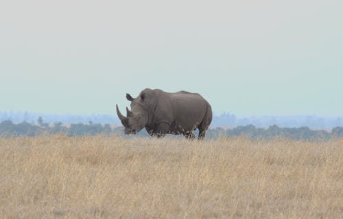 Free A Rhinoceros on Brown Grass Stock Photo