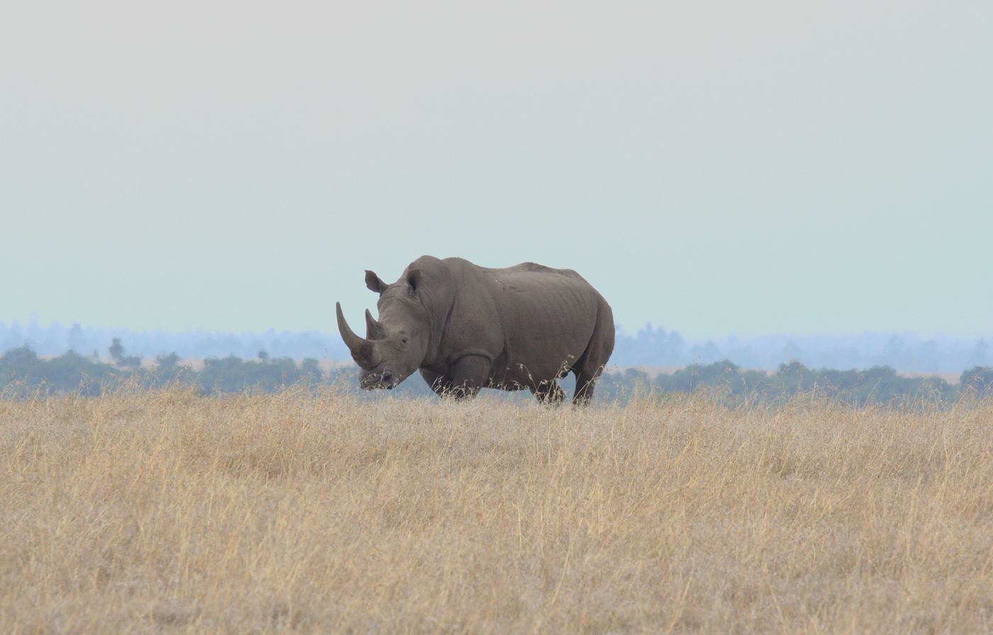 A rhino grazing on open plains near Nanyuki, Kenya