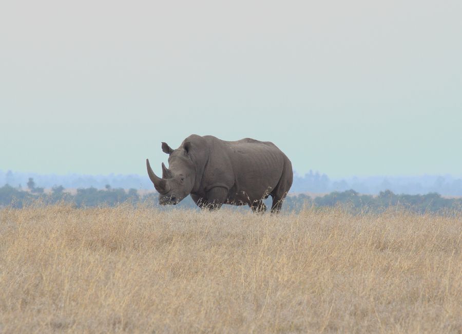 A solitary rhinoceros grazing in the vast savanna of Nanyuki, Kenya. A glimpse of African wildlife.