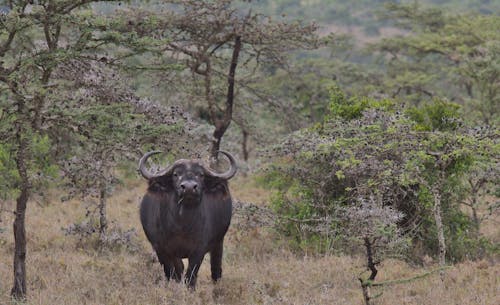 African Buffalo in a Forest