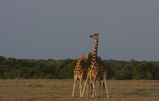 Giraffe Centre and Karen Blixen — Kenya Safari