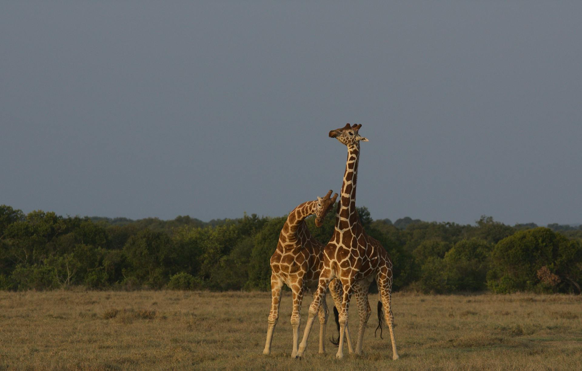 A group of Rothschild's giraffes roam the savannah in Nanyuki, Kenya's scenic wilderness.