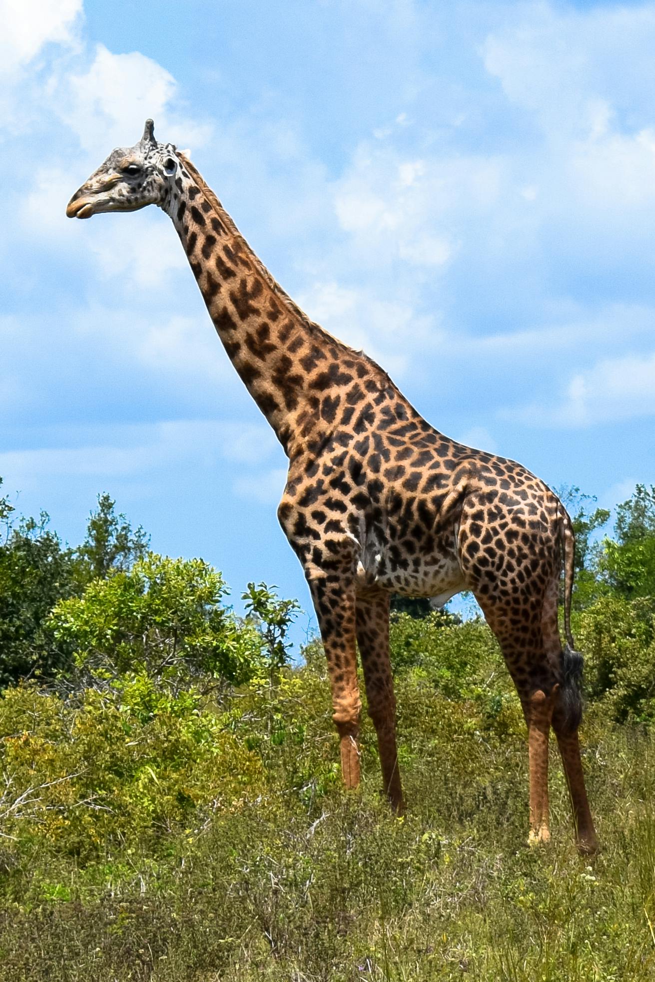 Free stock photo of giraffe