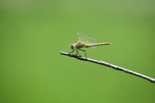 Photos gratuites de anisoptères, fermer, libellule