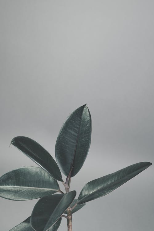 Houseplant Leaves on Gray Background