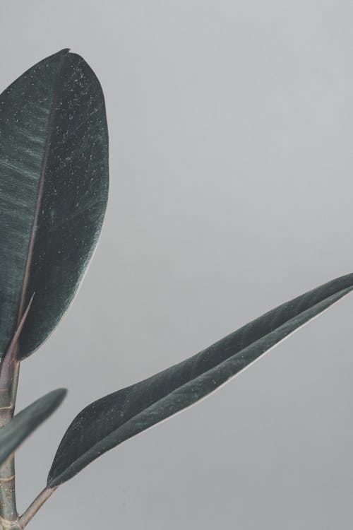 бесплатная Бесплатное стоковое фото с ботаника, ботанический, вертикальный выстрел Стоковое фото