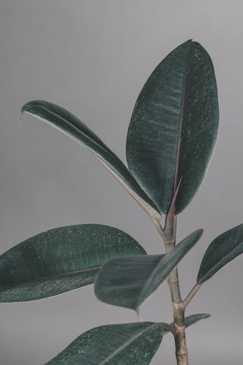 Close-Up Shot of Green Leaves