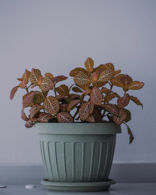 Exotic plant with thin stems and veins on curved foliage growing in pot with ribbed surface