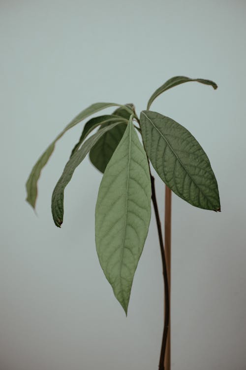 คลังภาพถ่ายฟรี ของ angiosperms, lauraceae, persea