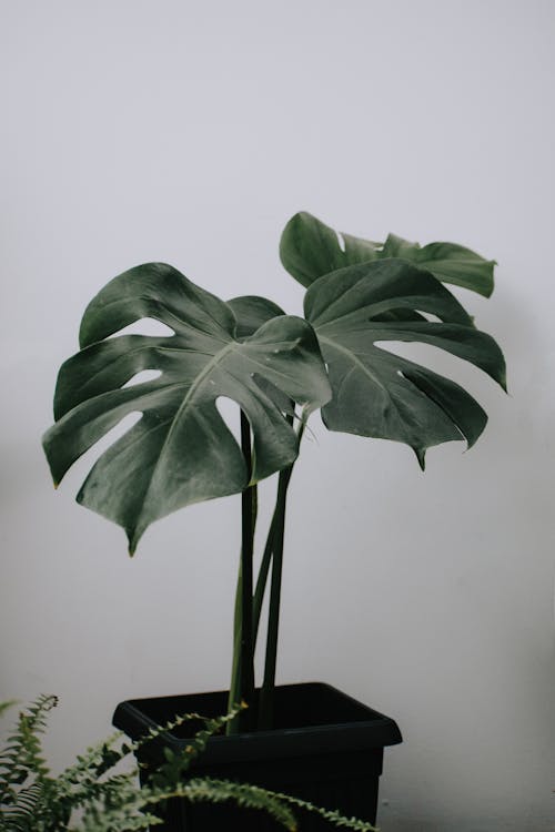 Tropical plant with thin stems and large foliage in pot against sword fern on light background