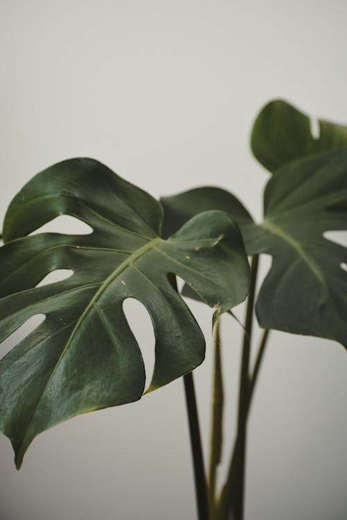 Exotic plant with thin stalks and lush wavy leaves growing on light background indoors