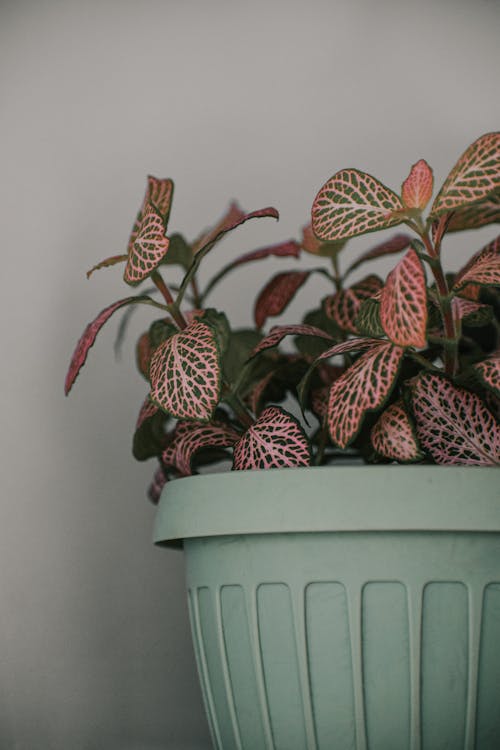 Tropical plant with veins on leaves growing in pot with ribbed surface on gray background