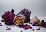 Dried rose buds with wavy petals near chrysanth flower and crystals on smooth surface on light background