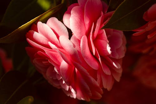 Close-Up Photo of Beautiful Pink Camellia Flowers