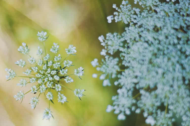 Close-up Of A Wild Carrot Flower 