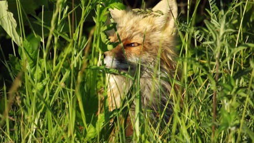 Free stock photo of animal, fox, green