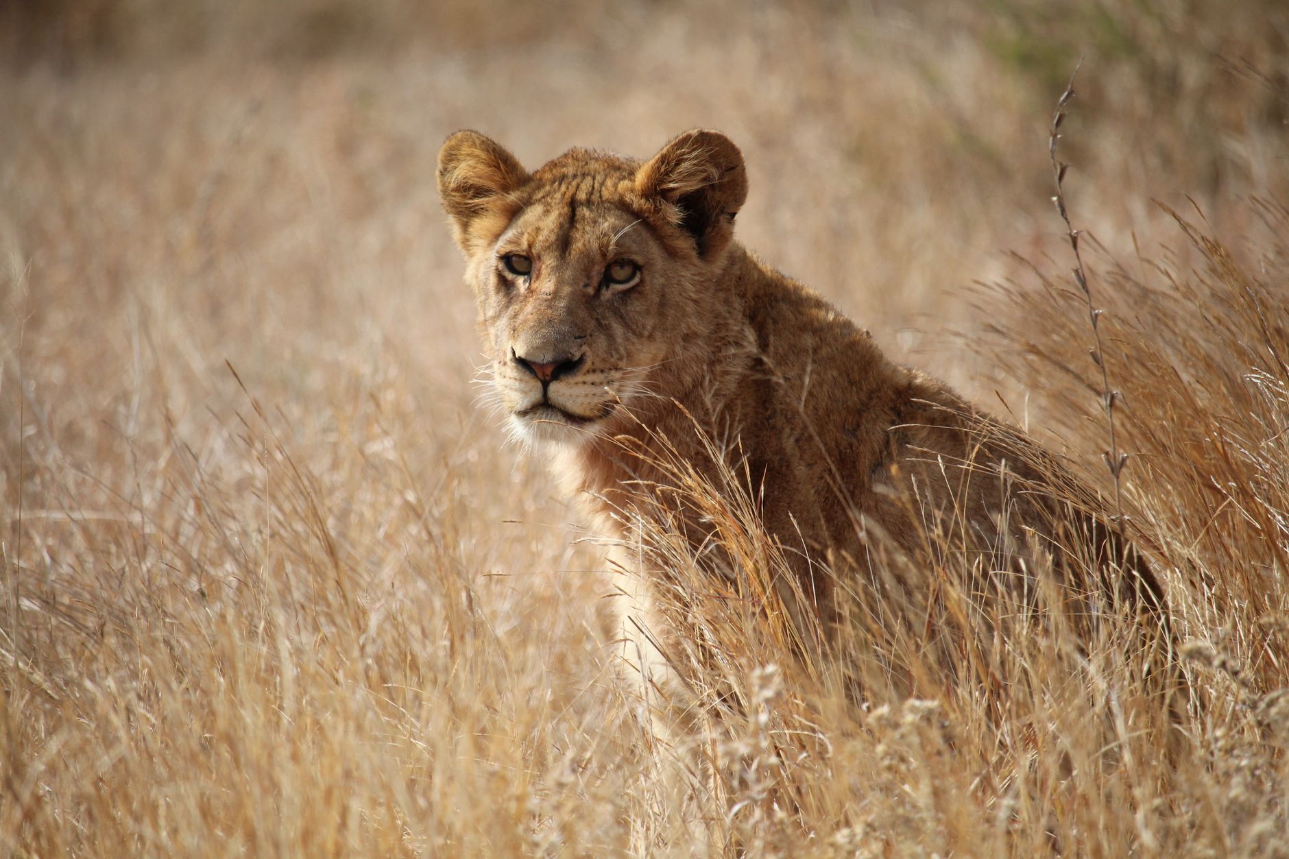 A young lion half-hidden in tall dry golden grass in the bushveld, looking toward the camera