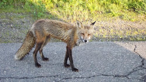 Free stock photo of animal, cabot trail, fox