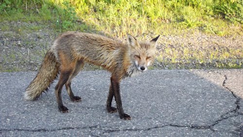 Fotos de stock gratuitas de animal, camino de cabot, naturaleza