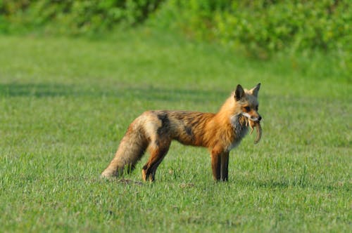 Photo of a Brown Fox with a Chipmunk on It's Mouth