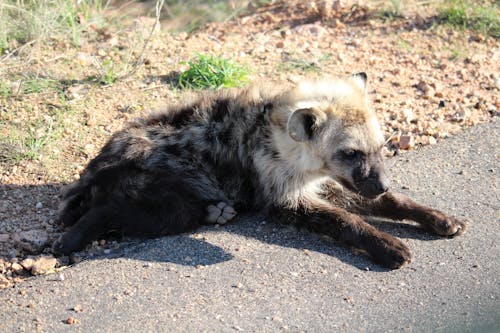 Free stock photo of hyena, lazy, nature