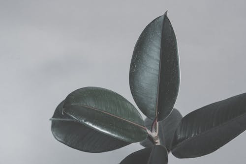 Close-Up Shot of Green Leaves