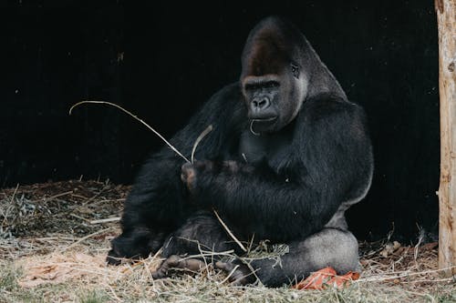 Free Black Gorilla Sitting on Hay  Stock Photo