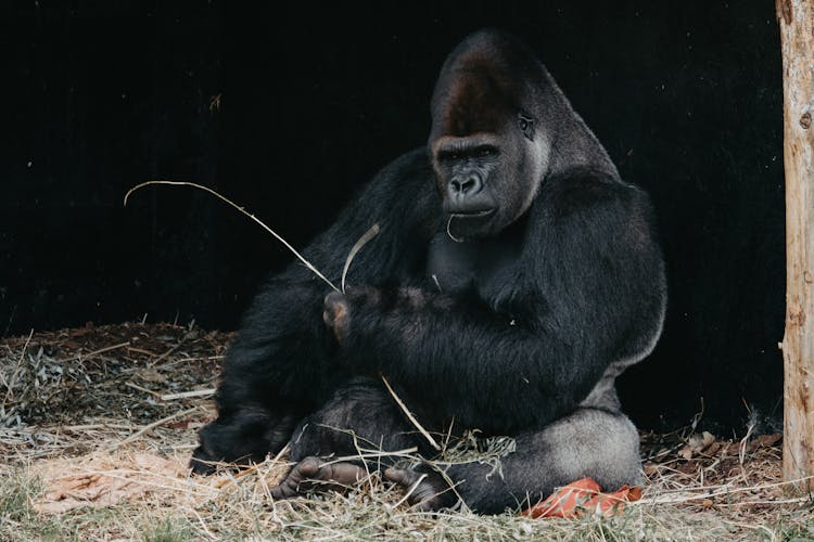 Black Gorilla Sitting On Hay 