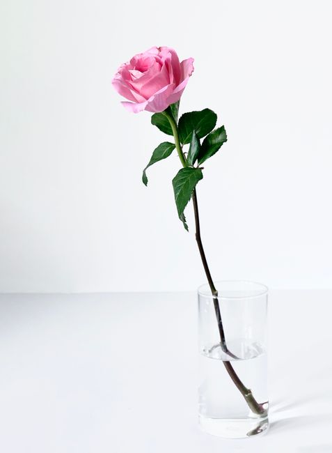 A delicate pink rose in a glass vase against a white background, showcasing minimalist floral beauty.