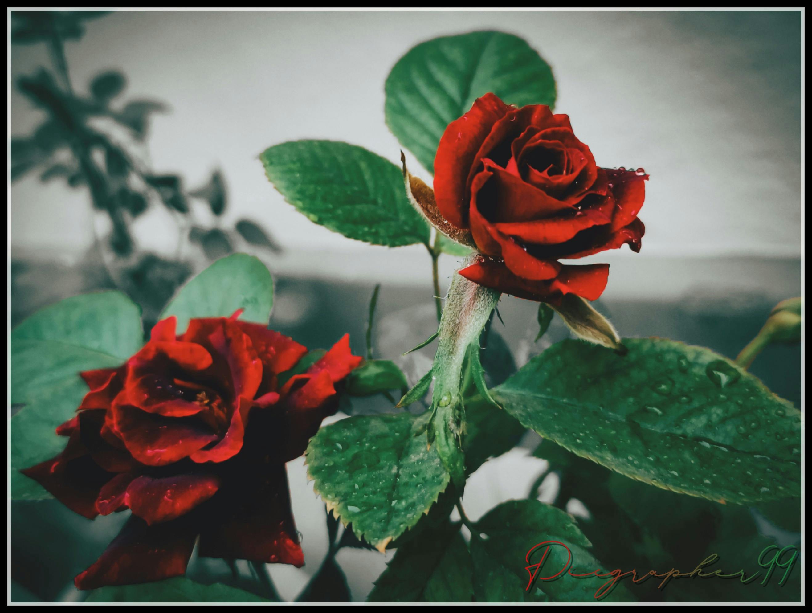 Casal dançando tango apaixonadamente em preto e branco