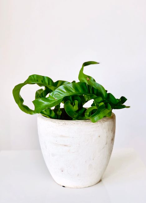 Minimalist photo of a green houseplant in a white pot with ample copy space.