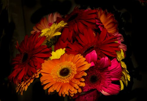 Free stock photo of flower, flowers, flowers in vase Stock Photo