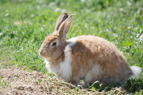 Close-Up Photo of a White and Brown Rabbit on the Grass